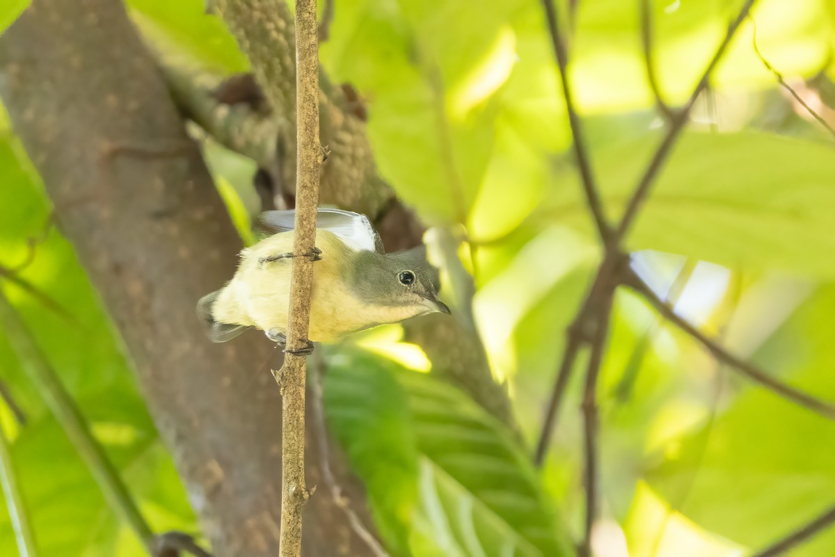 紅胸啄花 - ML645942028