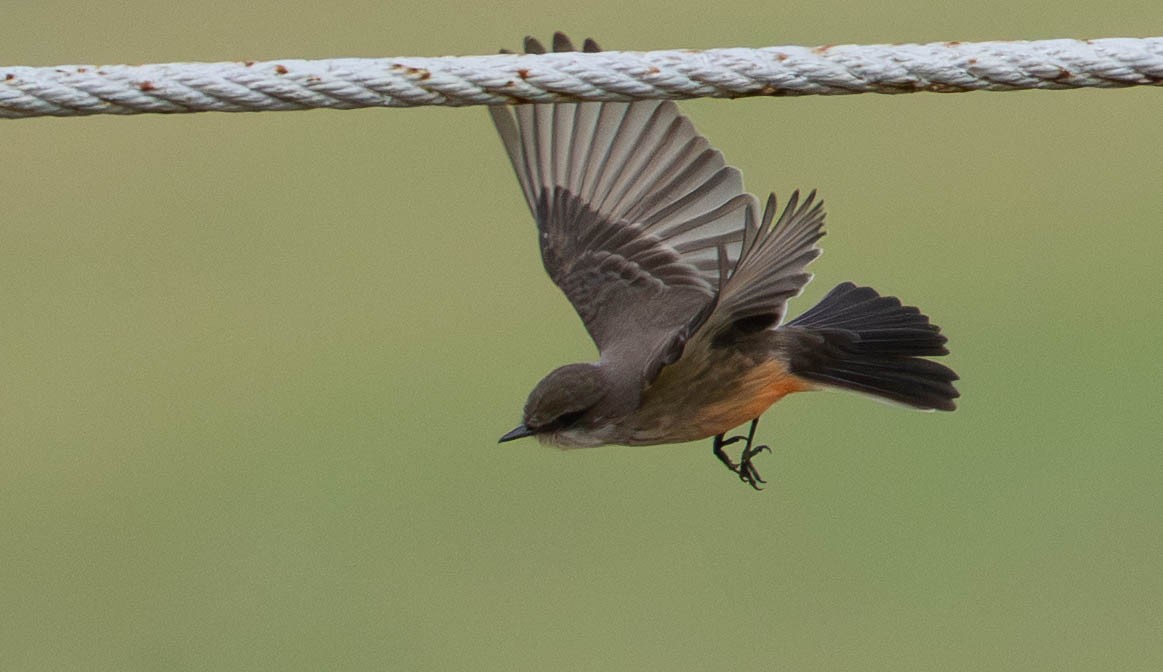 Vermilion Flycatcher - ML645942029