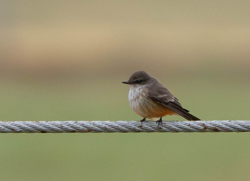 Vermilion Flycatcher - ML645942030