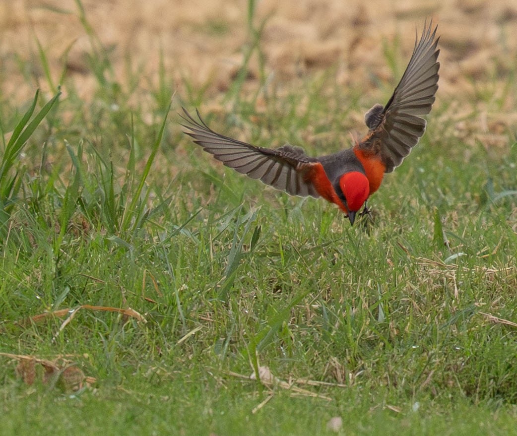 Vermilion Flycatcher - ML645942031