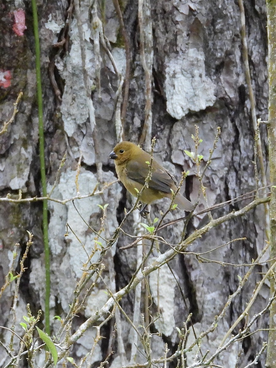 Variable Seedeater - ML645942032
