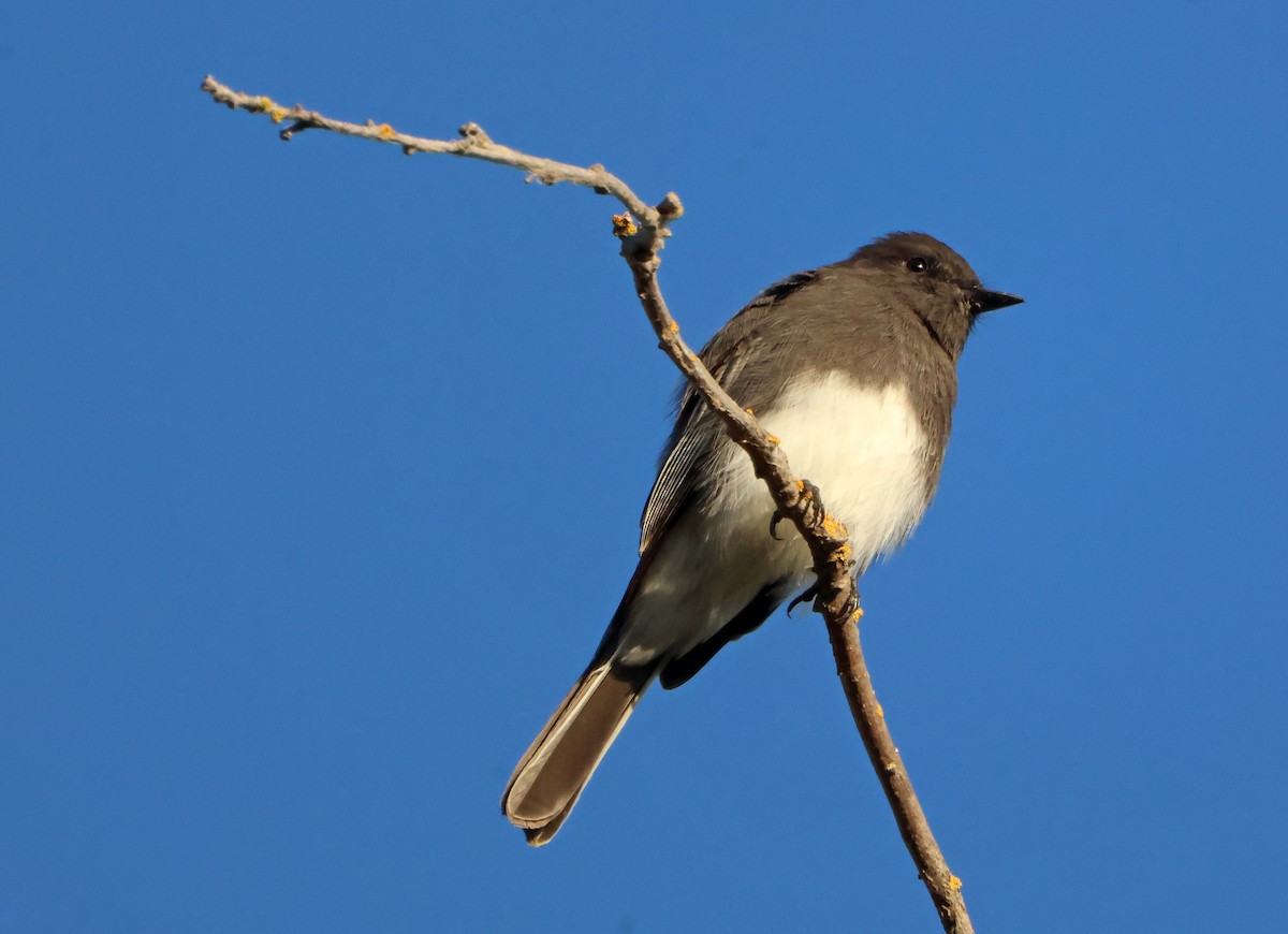 Black Phoebe - ML645942034