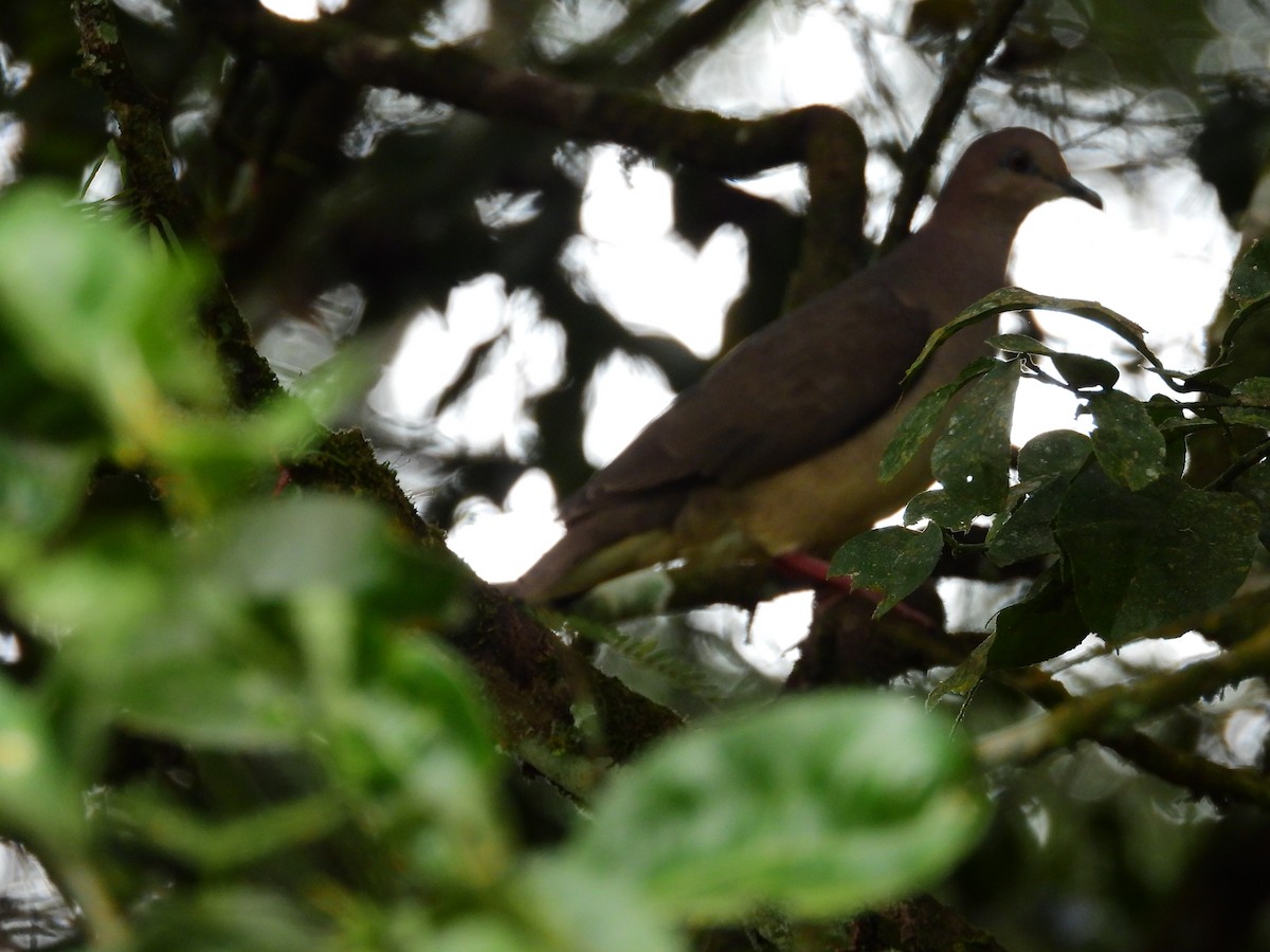 White-tipped Dove - ML645942035