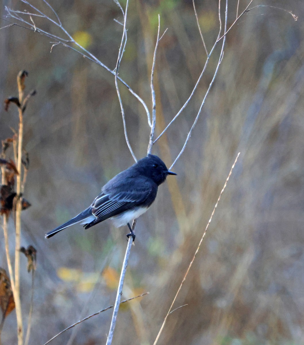 Black Phoebe - ML645942036