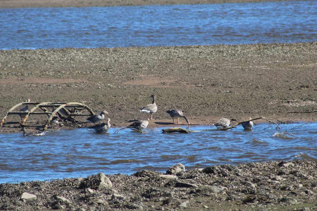 灰雁 - ML645942037