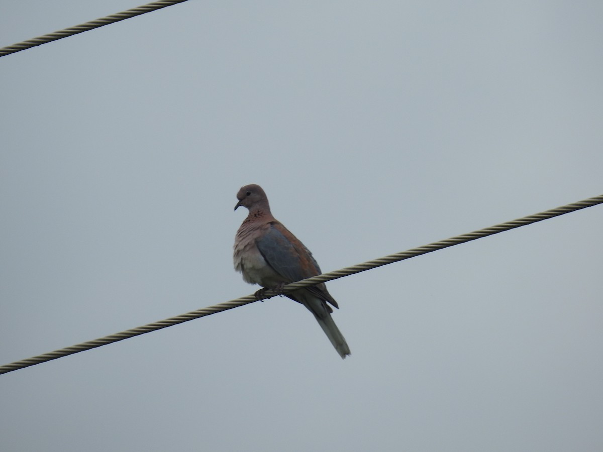 Laughing Dove - ML645942038
