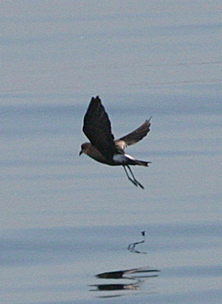 黃蹼洋海燕 - ML645942039