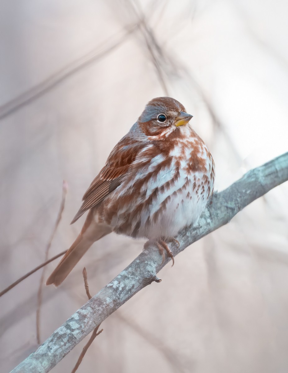Fox Sparrow - ML645942040