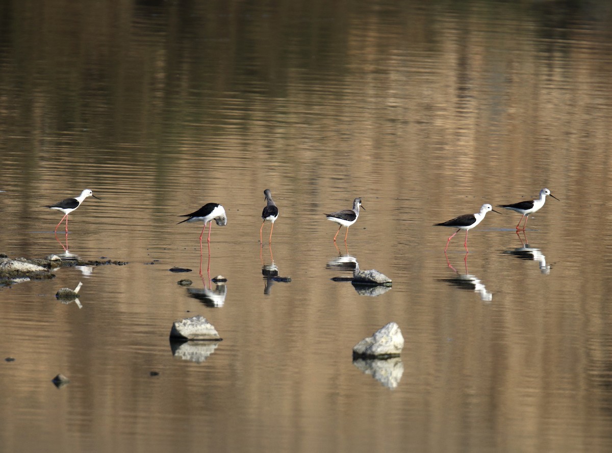 高蹺鴴 - ML645942041