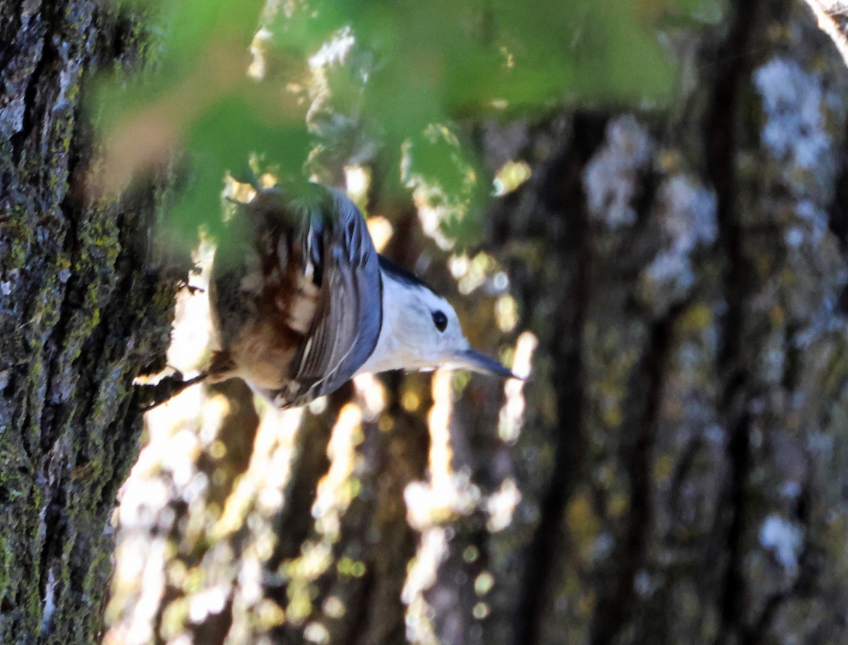 White-breasted Nuthatch - ML645942044