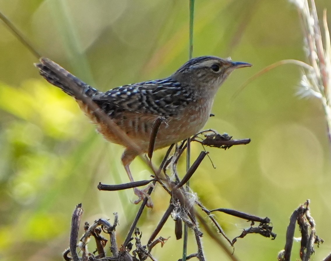 Sedge Wren - ML645942048