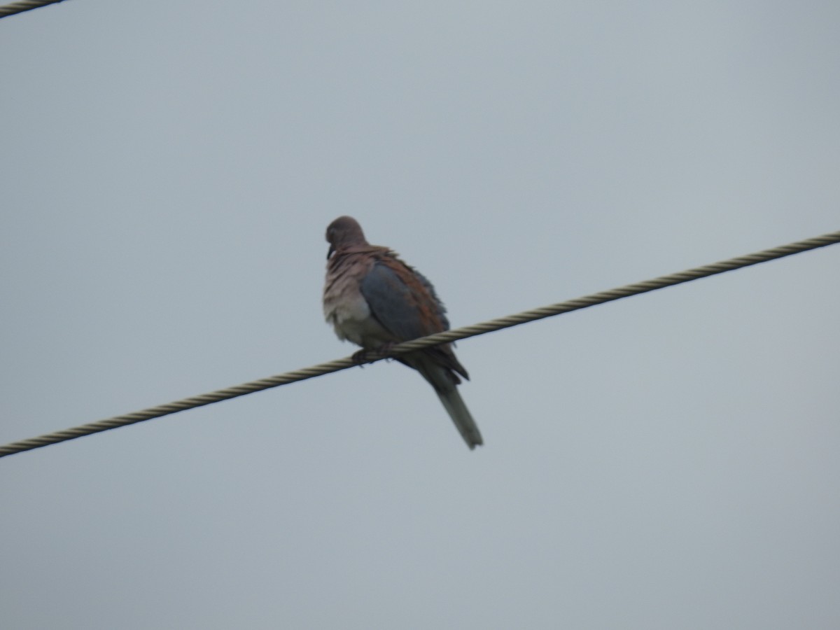 Laughing Dove - ML645942049