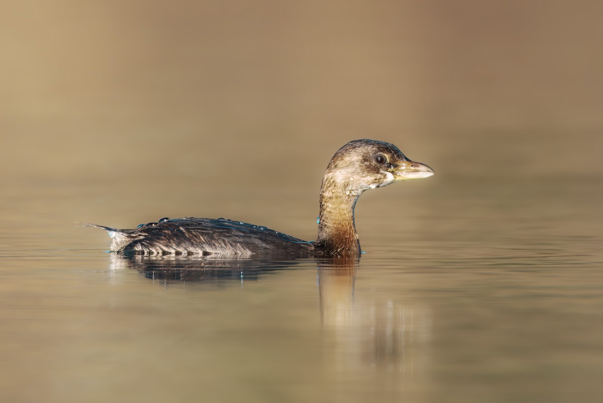 Pied-billed Grebe - ML645942050