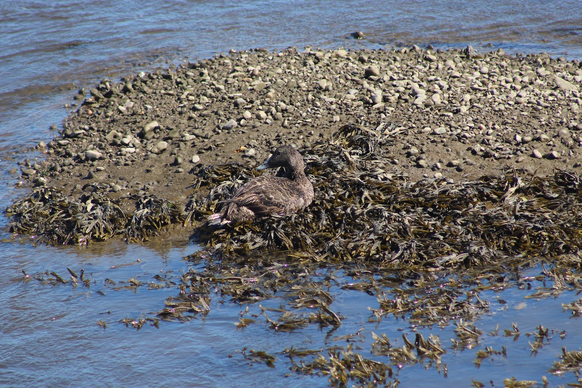 Common Eider - ML645942051