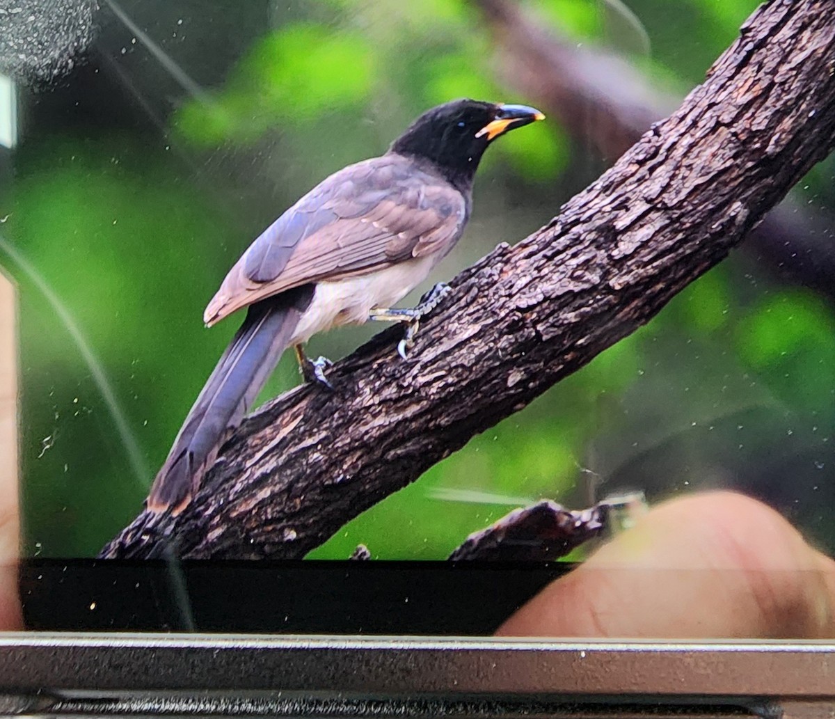 Brown Jay - ML645942052