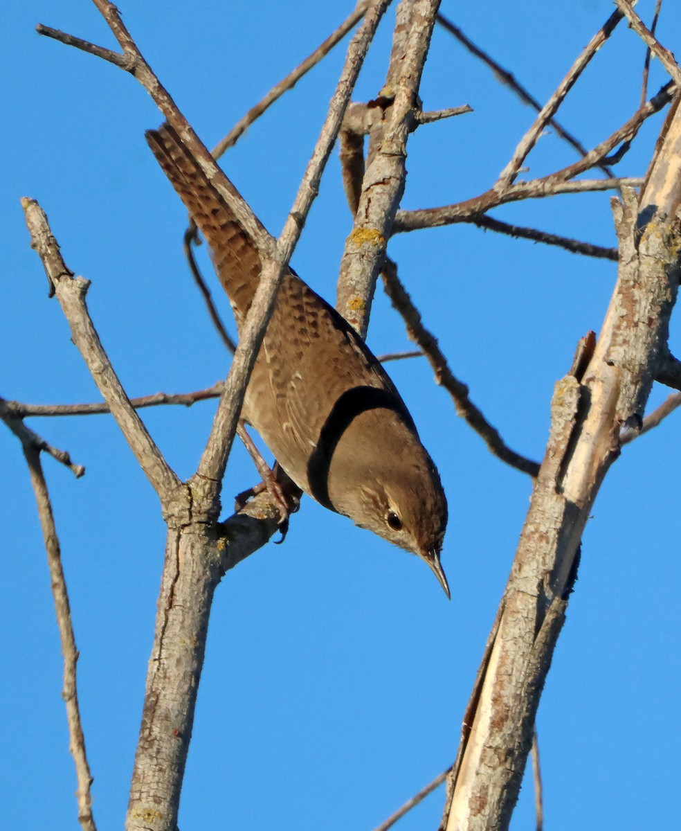 Northern House Wren - ML645942055