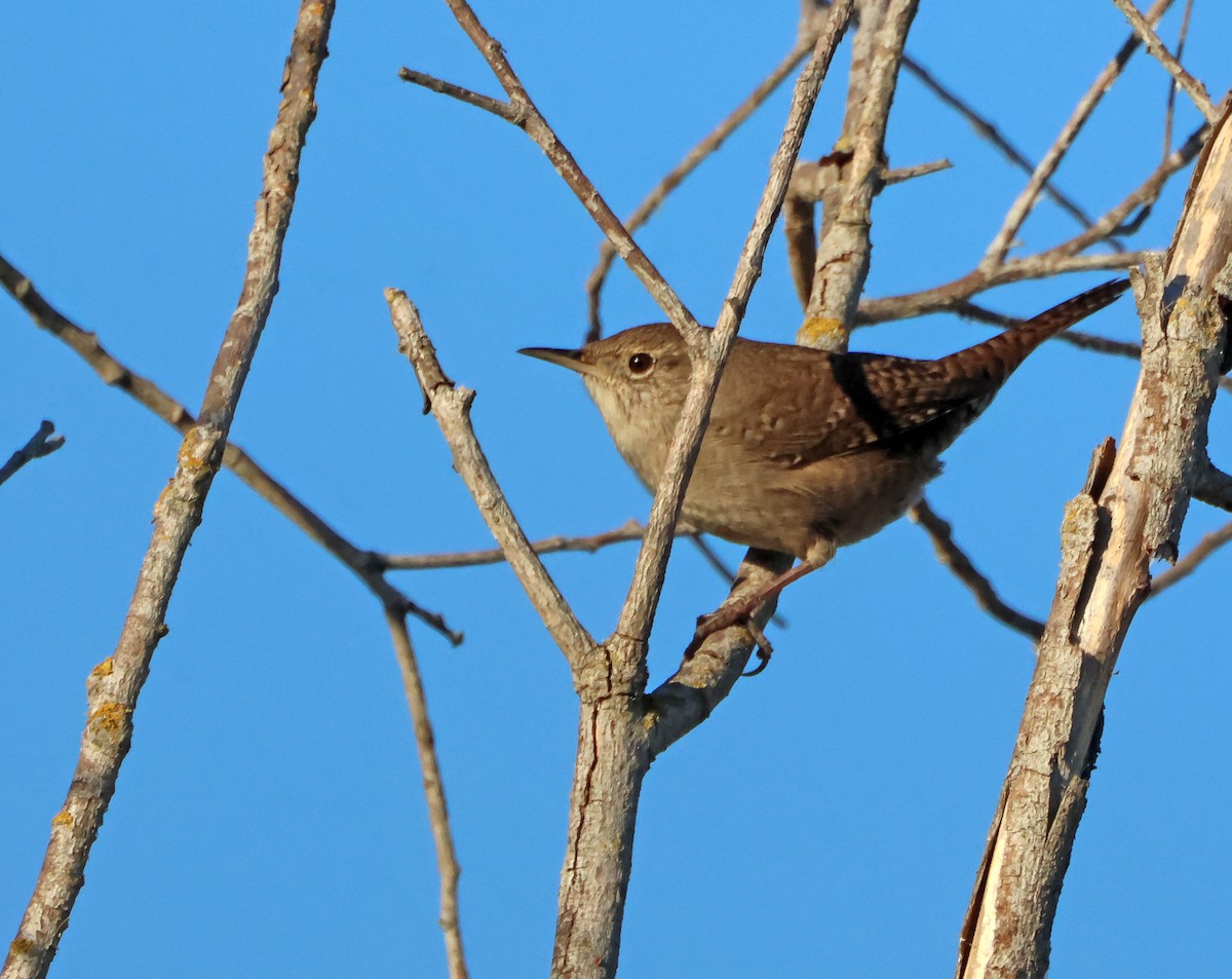 Northern House Wren - ML645942056
