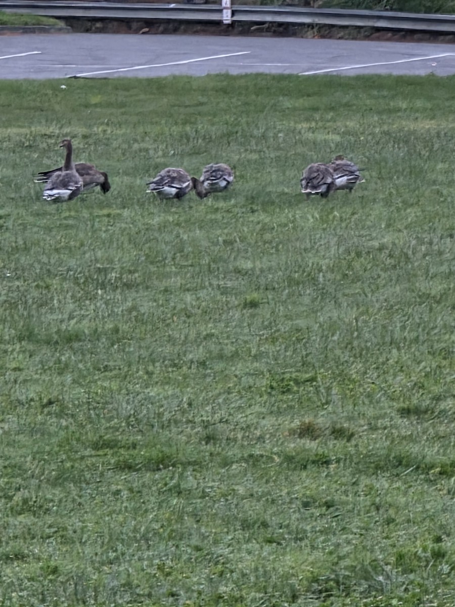 Greater White-fronted Goose - ML645942059