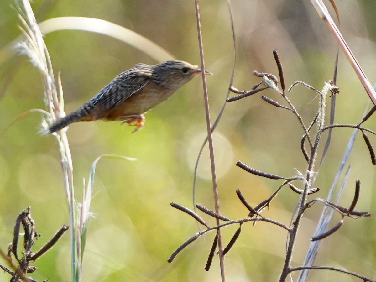Sedge Wren - ML645942066
