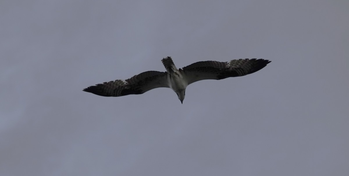 魚鷹 - ML645942067