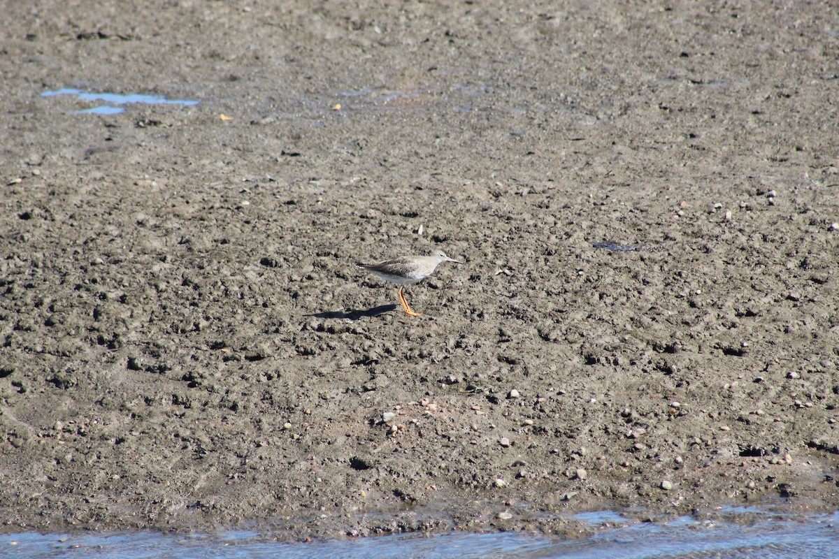 Common Redshank - ML645942072