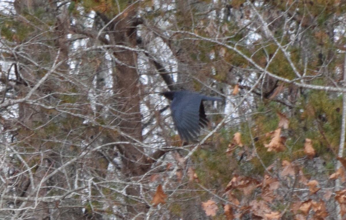 Common Raven - ML645942074