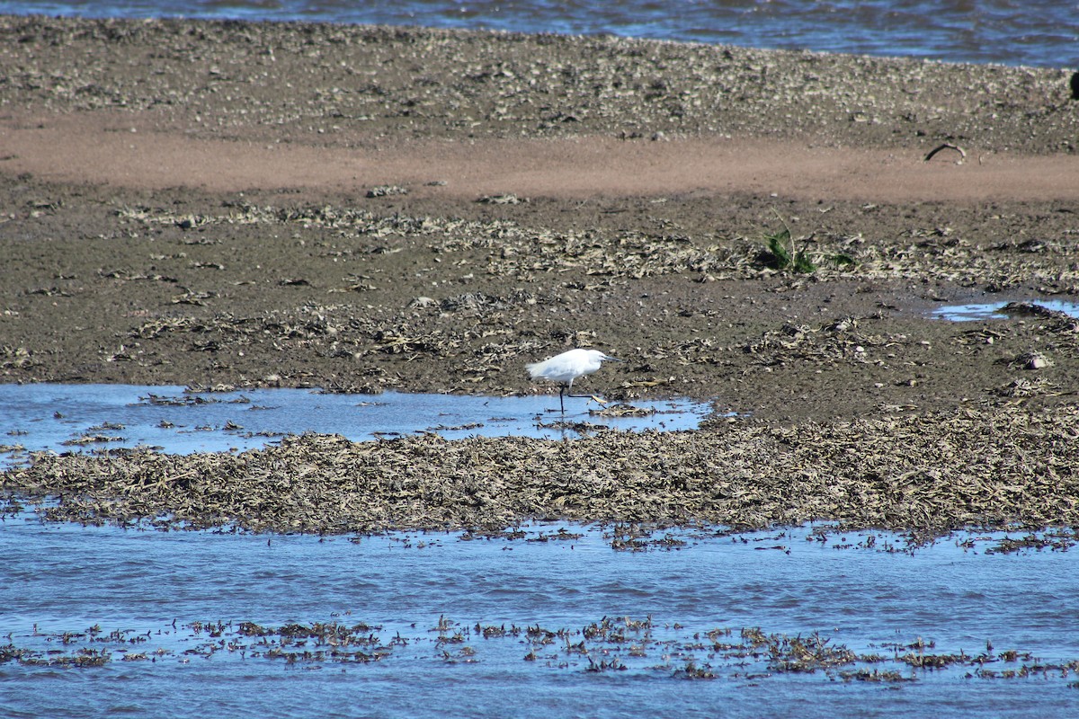 Little Egret - ML645942079