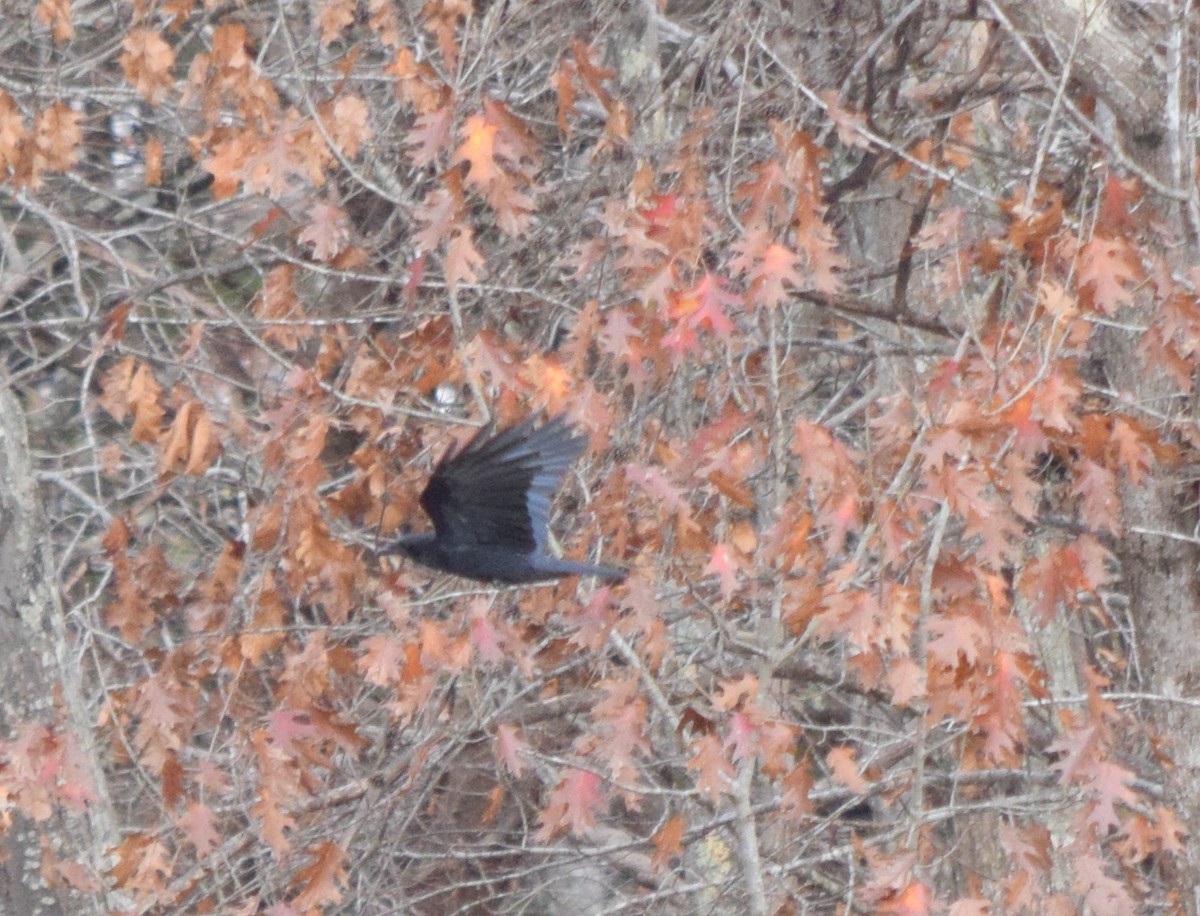 Common Raven - ML645942080