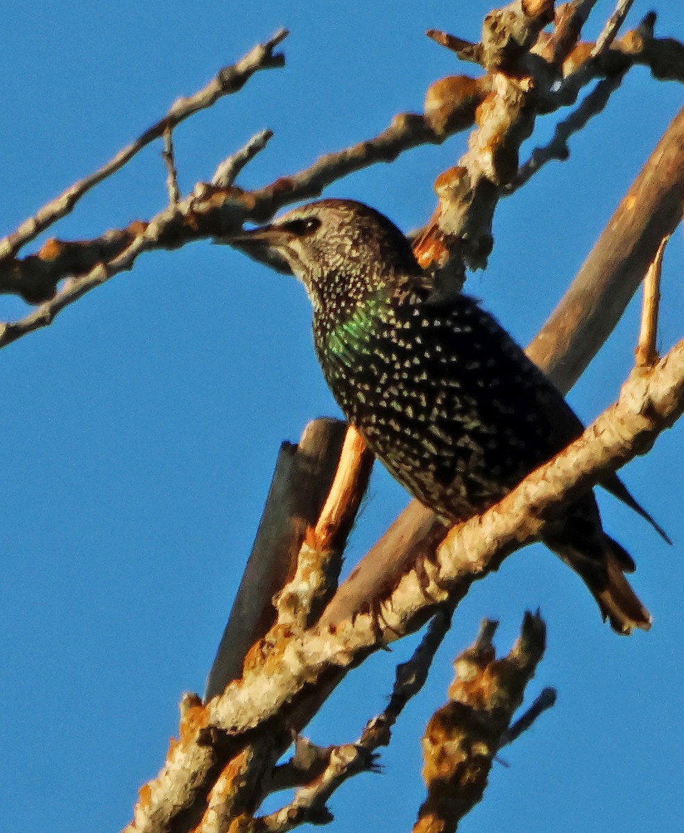 歐洲椋鳥 - ML645942086