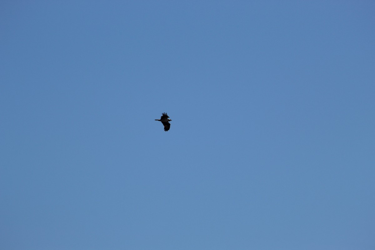 Osprey - ML645942091