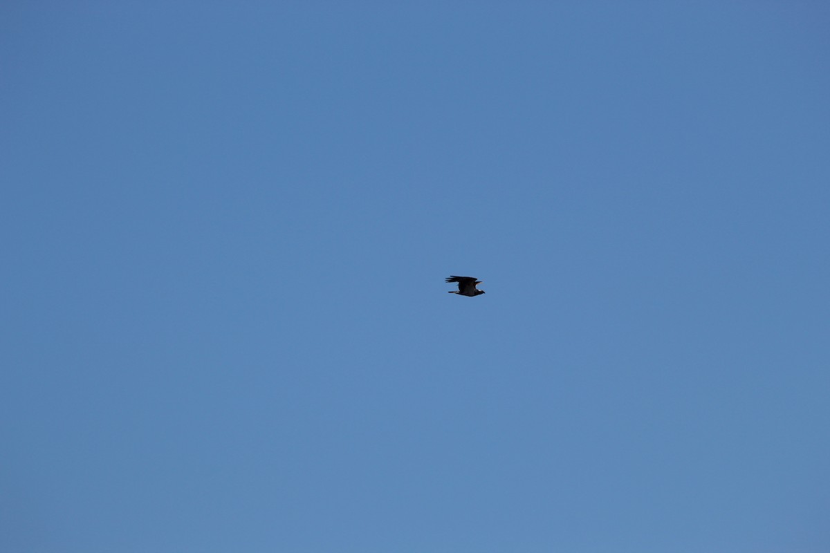 Osprey - ML645942092