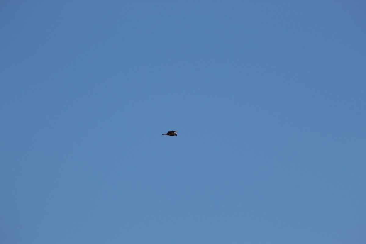 Osprey - ML645942093