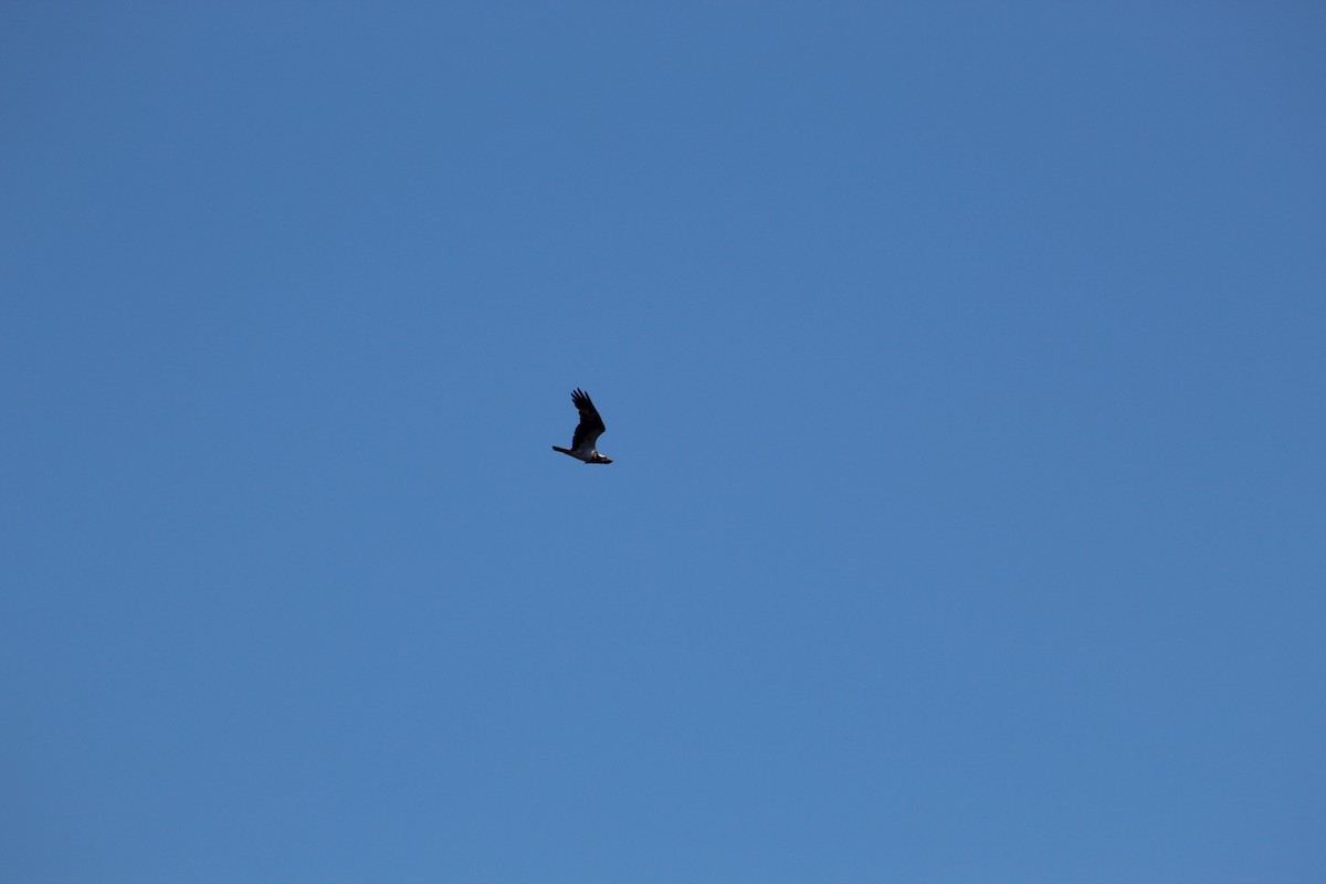 Osprey - ML645942094