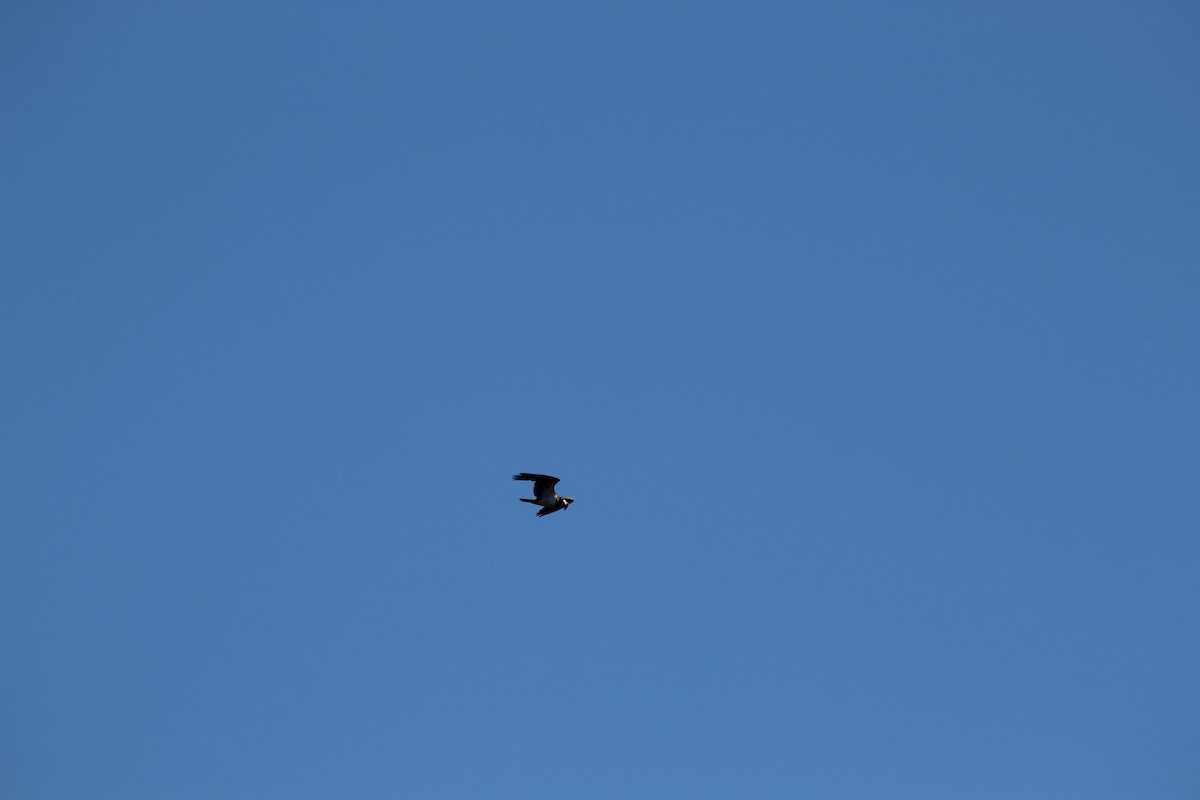 Osprey - ML645942095