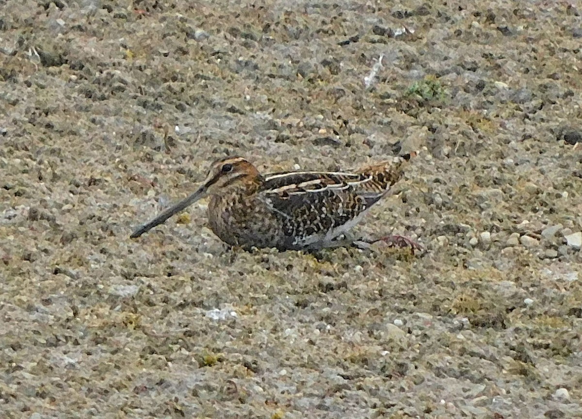 Wilson's Snipe - ML645942096