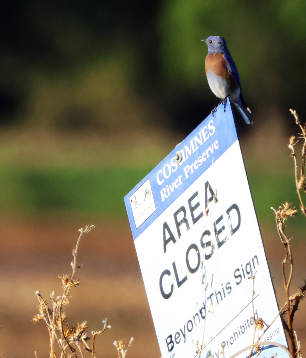 Western Bluebird - ML645942100