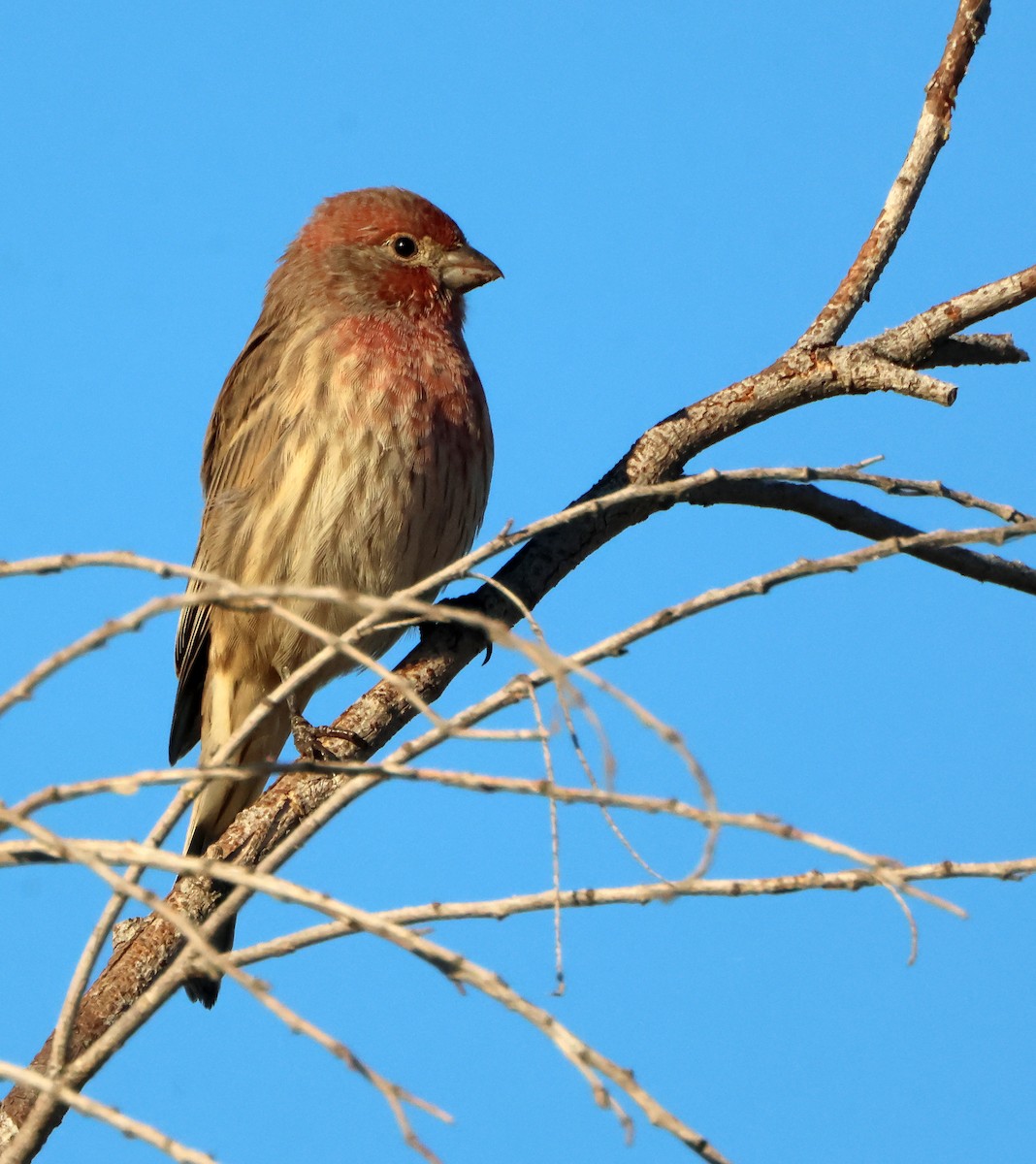House Finch - ML645942110