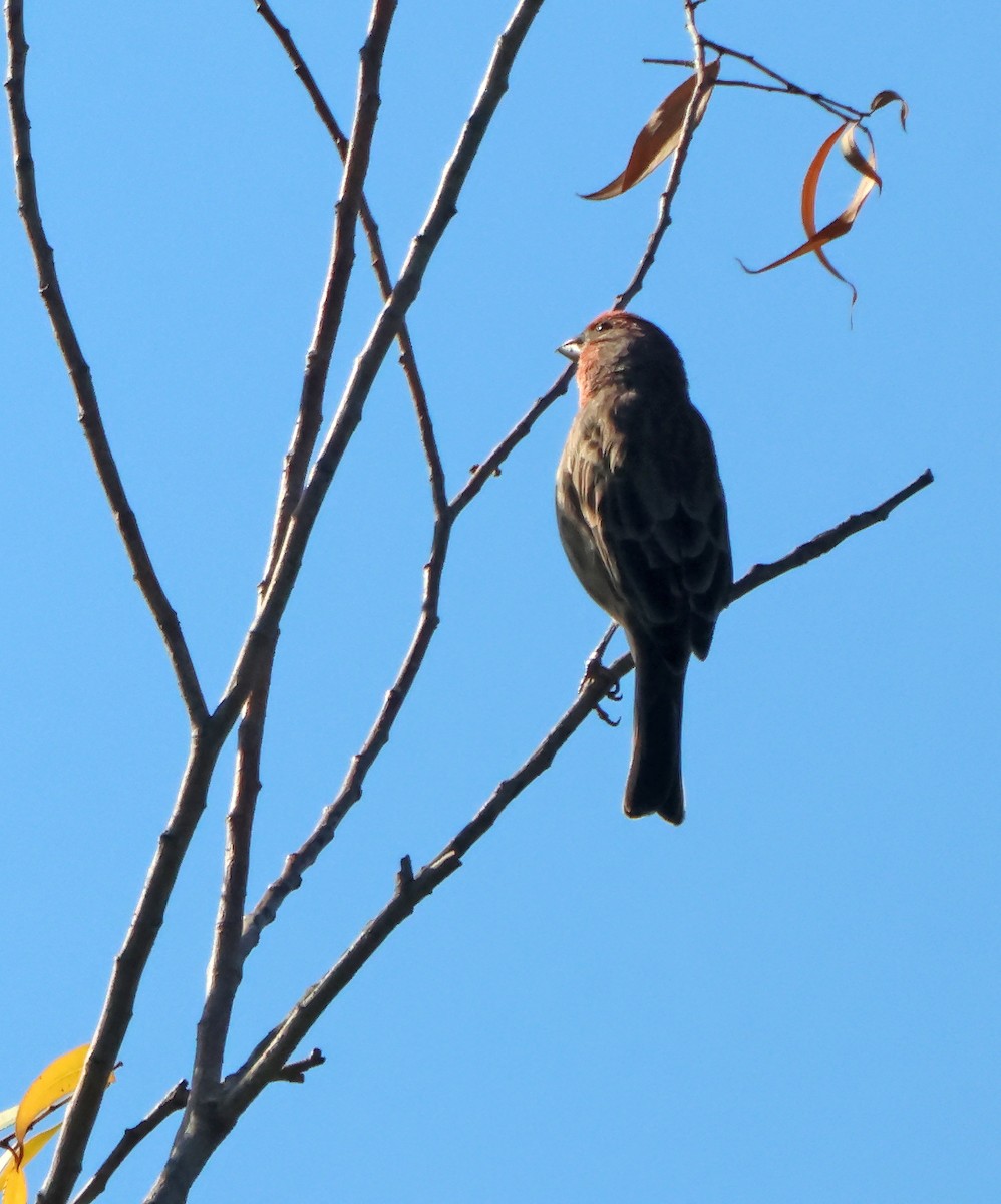 House Finch - ML645942112