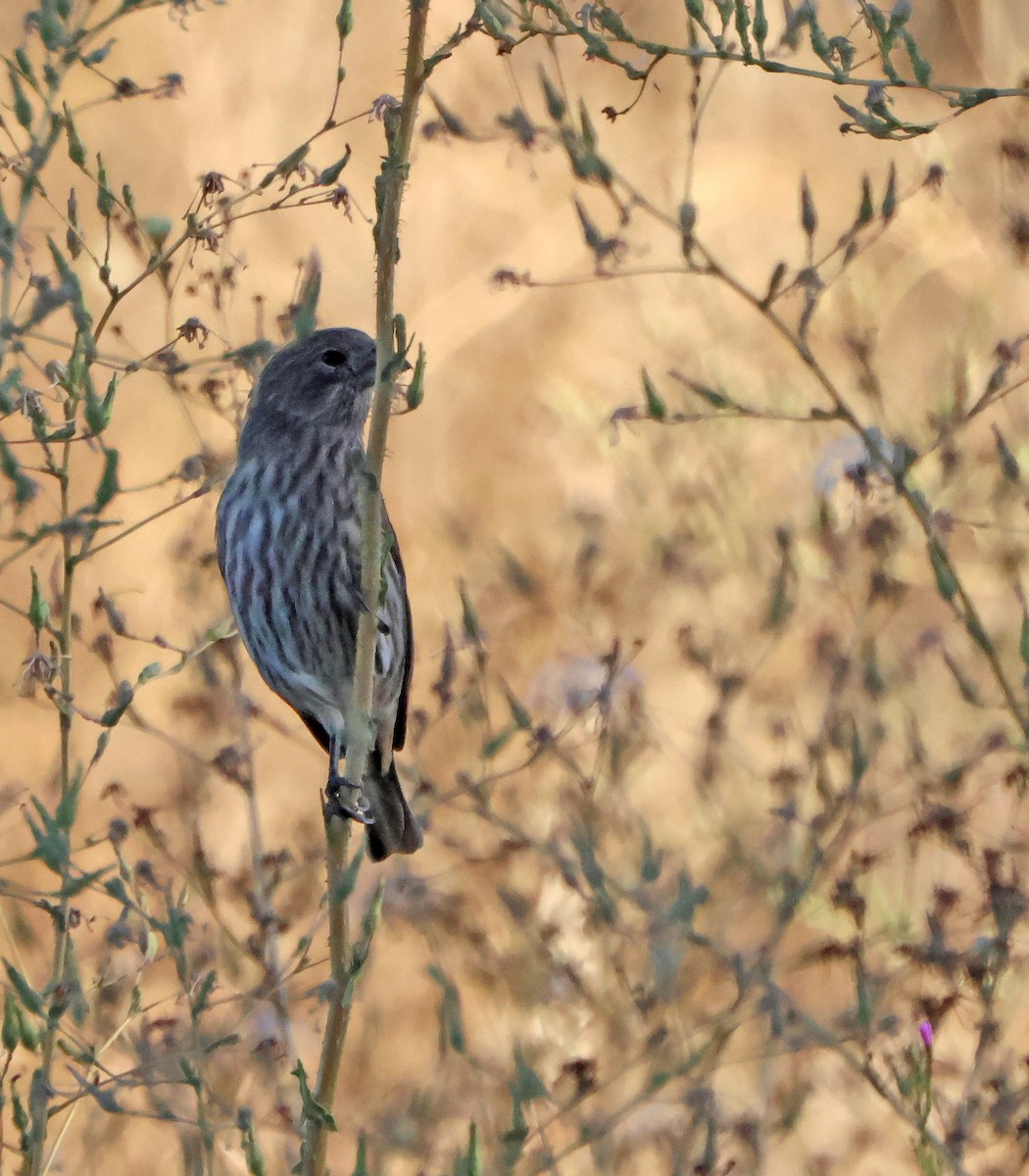 House Finch - ML645942113