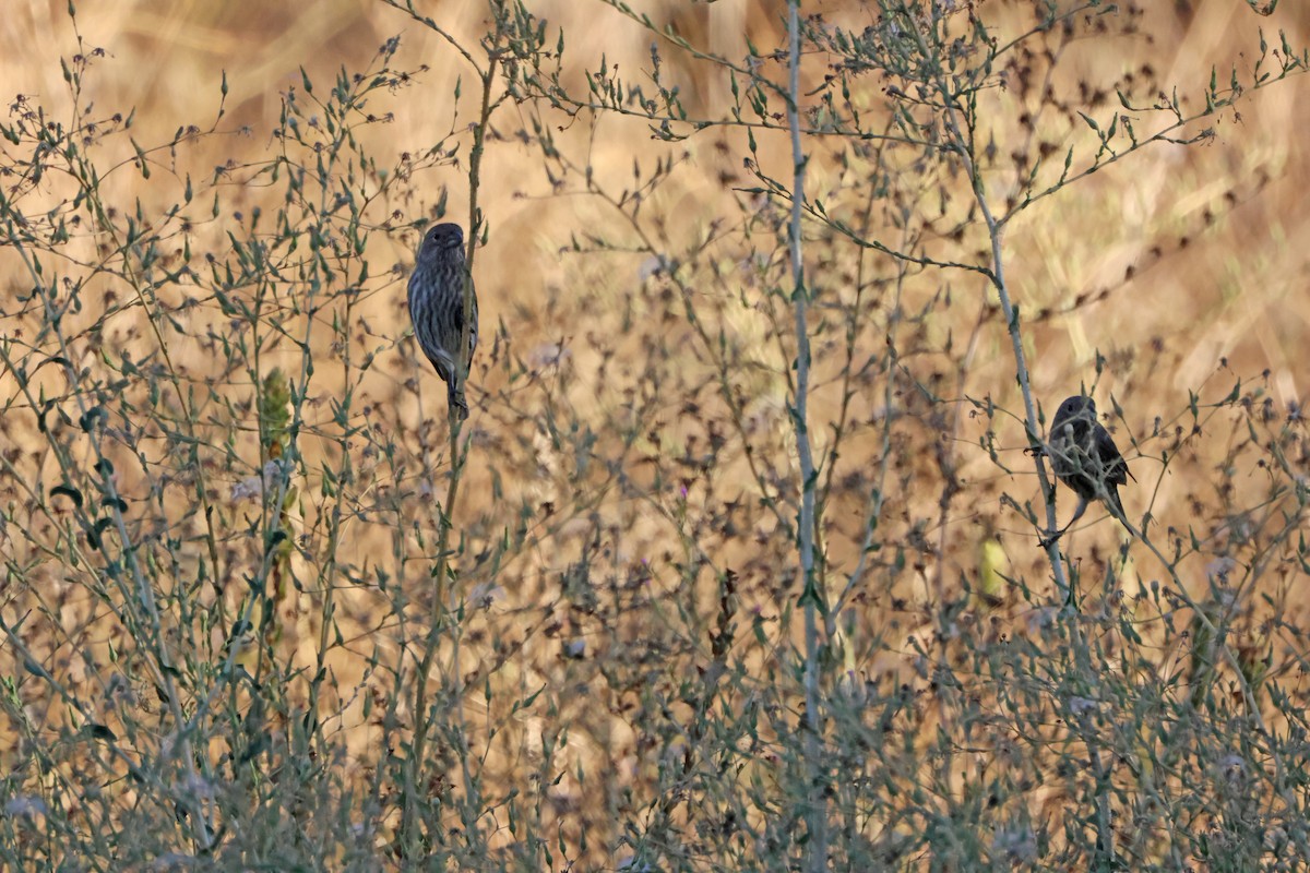 House Finch - ML645942114