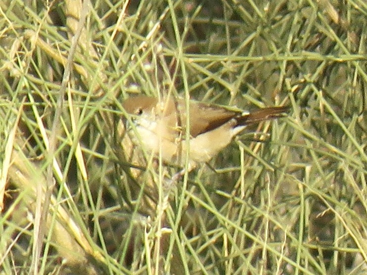 Indian Silverbill - ML645942117