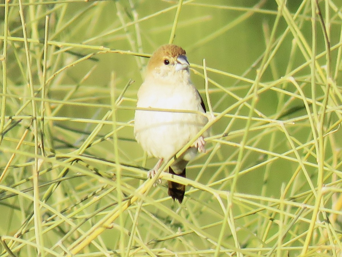 Indian Silverbill - ML645942131