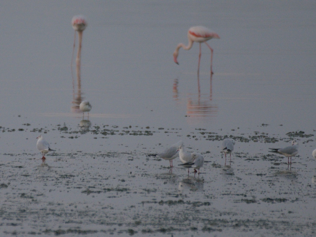 שחף בלתי-מזוהה - ML645942140
