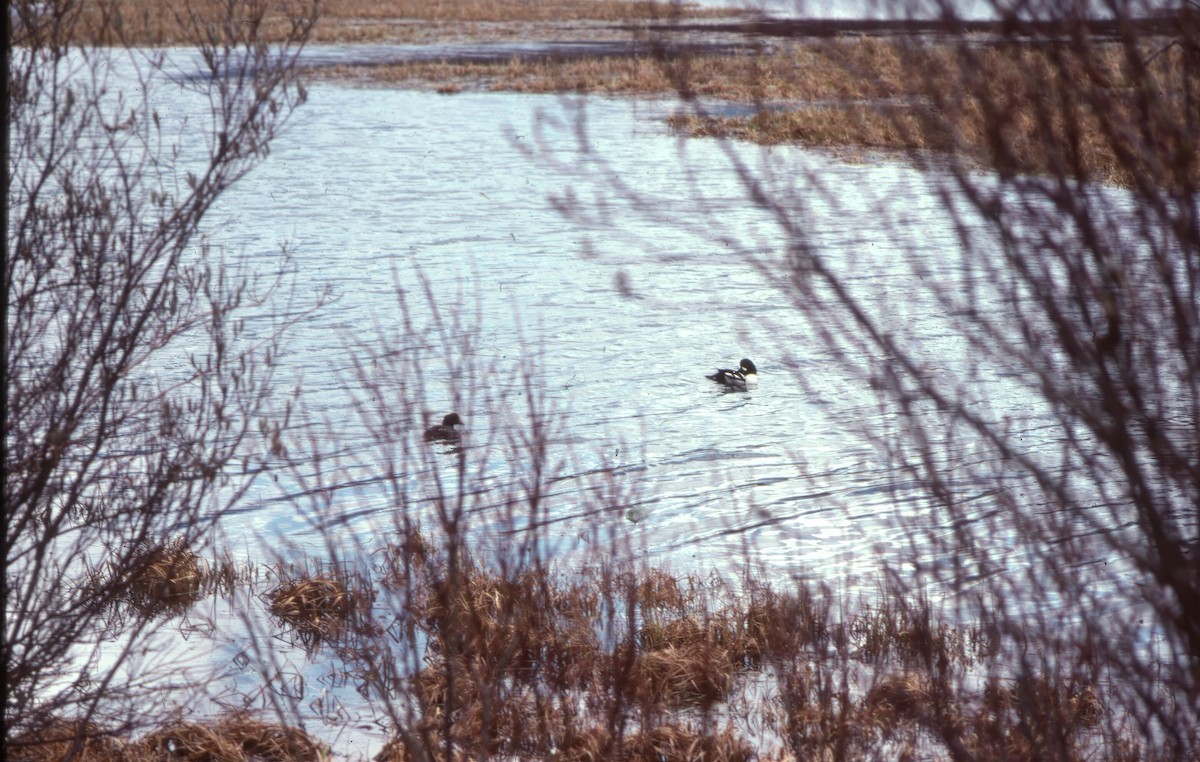 キタホオジロガモ - ML645942142