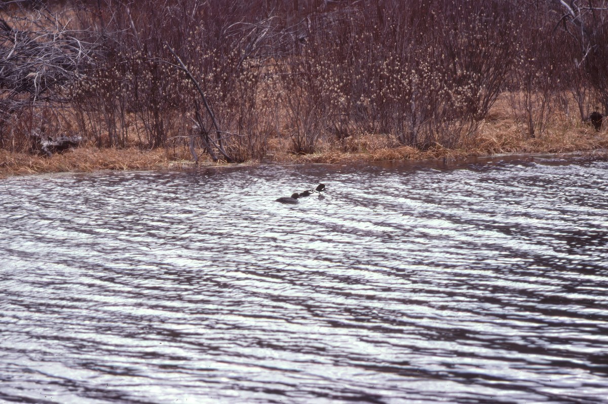 キタホオジロガモ - ML645942143