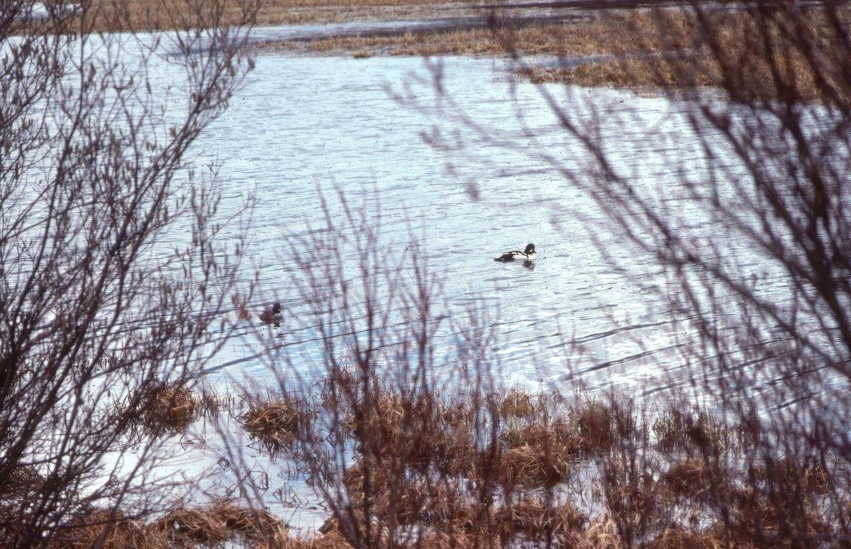 キタホオジロガモ - ML645942144