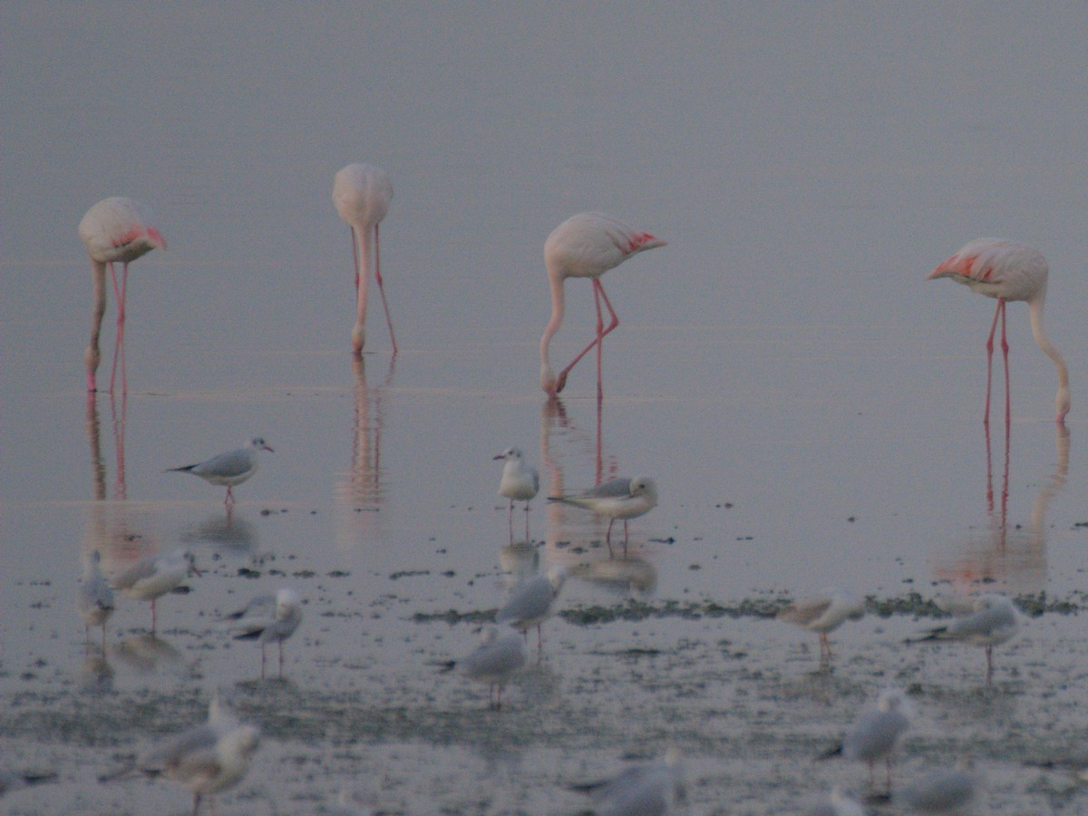 שחף בלתי-מזוהה - ML645942147