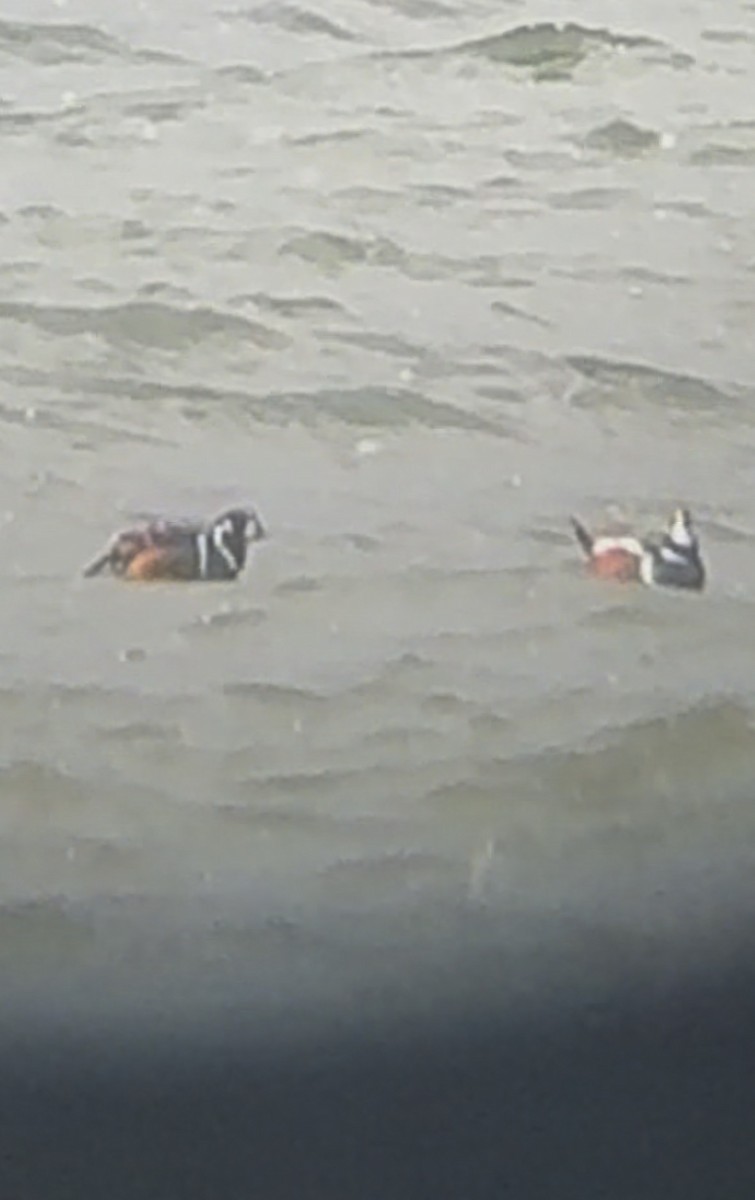 Ahate arlekina - ML645942148