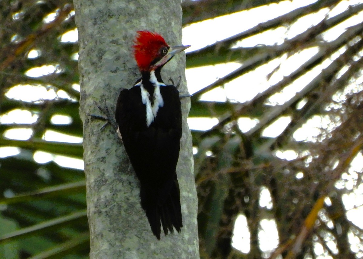 Crimson-crested Woodpecker - ML645942150
