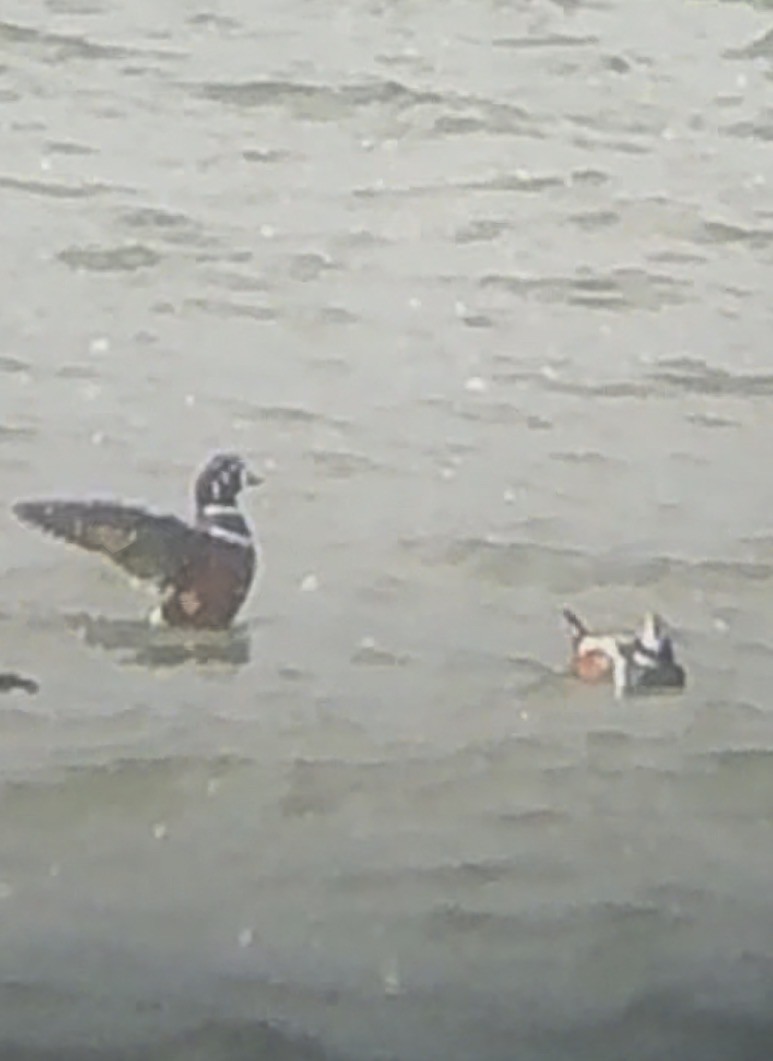 Ahate arlekina - ML645942152